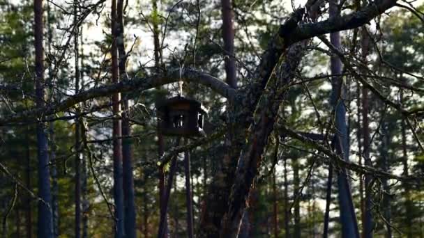 Timelapse Shot Spinning Bird Feeder Hanging Apple Tree Finland Frequent — Stock video