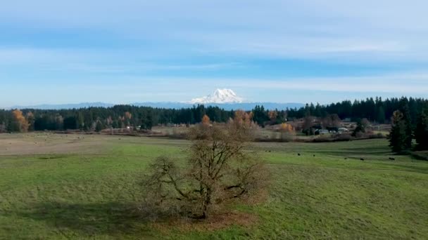 Beautiful Crisp Fall Day Washington State Ariel Footage Green Pasture — ストック動画