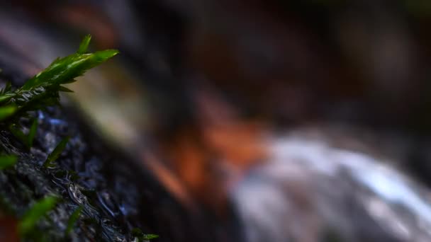 Macro Tripod Shot Miniature Waterfall Moss Camera Focused Moss — стоковое видео