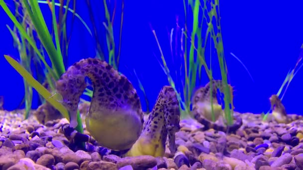 Some Seahorses Attached Seaweed Bottom — Stock Video