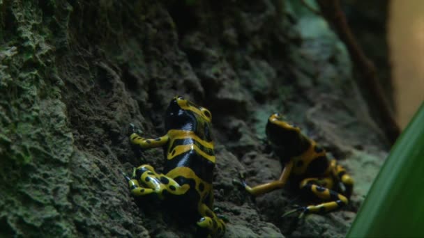 Pair Yellow Banded Poison Dart Frog Poison Arrow Frog Dendrobates — Stok video