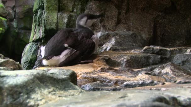 Common Guillemot Bird Yawns Shore Close Shot — ストック動画