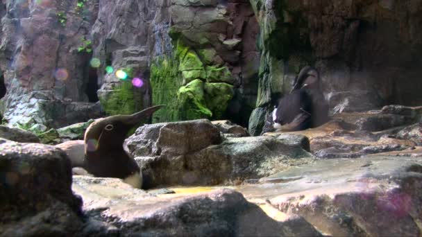 Two Common Murres Resting Rocks Preen Feathers Close Shot — Stock video