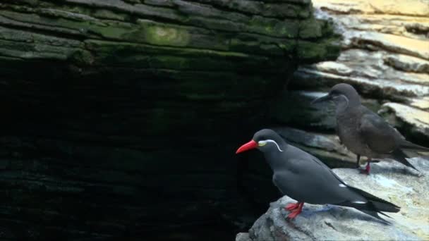 Male Female Inca Tern Larosterna Inca Flying Rock Shore — стоковое видео