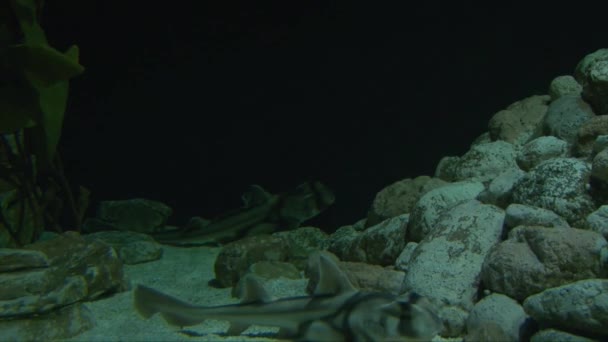 Port Jackson Shark Pup Water Heterodontus Portusjacksoni Lay Sea Bottom — Vídeos de Stock