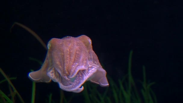 Cute Pink Cuttlefish Slowly Moving Water Deep Black Background Close — Stock video