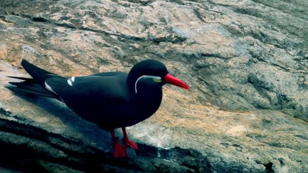 Inca Tern Sea Bird Red Beak Legs Preparing Take Rock — Stock video