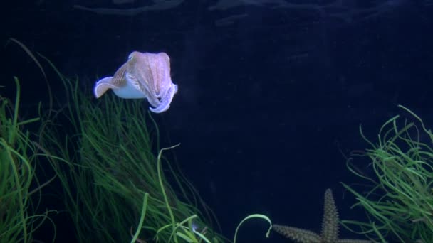 Cute Pink Cuttlefish Slowly Moving Water Water Plant Deep Blue — Video Stock