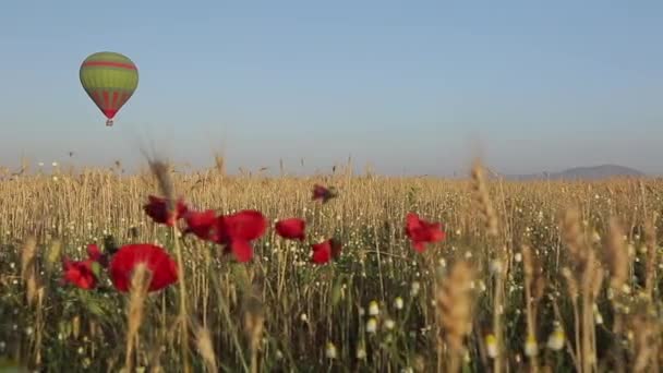 Hot Air Balloon Flying Poppies Foreground Wheat Field — Stock video