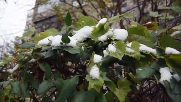 Snow Falling Plants Too Early Destroy Them — Vídeo de Stock