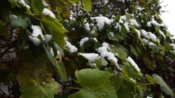 First Snow Falling Grapes Vine Leaves — Stok video