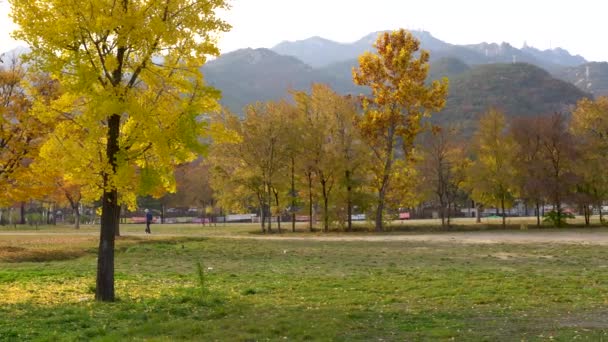 Slow Pan Yellow Trees Mountains Background Park — стоковое видео