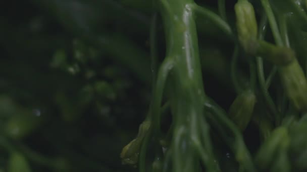 Extreme Closeup Fresh Rinsed Broccolini — Wideo stockowe