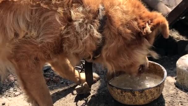 Chained Dog Drinking Water — Stock video