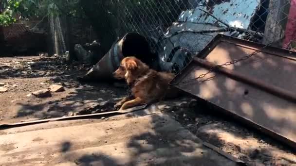 Chained Dog Backyard — Stockvideo