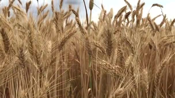 Camera Movement Wheat Field Slow Motion — стоковое видео