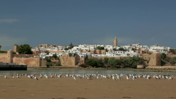 View Oudayas Rabat Seagulls — Αρχείο Βίντεο