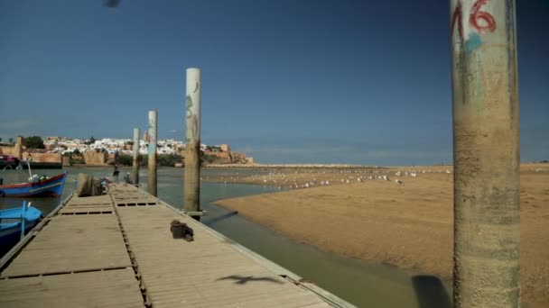 View Little Port Oudaya Rabat Seagull Passing — Αρχείο Βίντεο