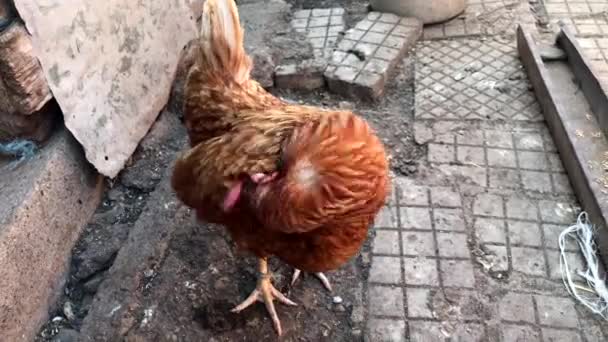 Closeup Hen Farm — Stok video