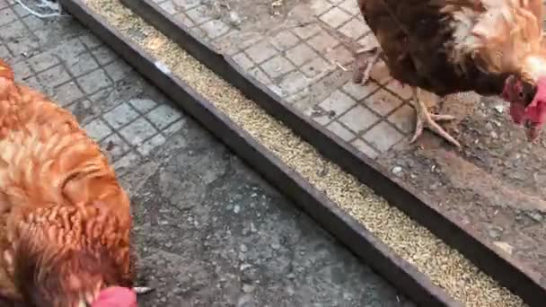 Farm Hen Looking Camera Try Peck — Vídeo de Stock