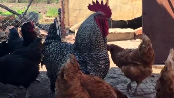 Rooster Surrounded Hens Farm — Vídeo de Stock