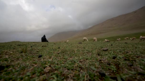 Shepherd Sitting His Herd Atlas Mountain Morocco — 비디오