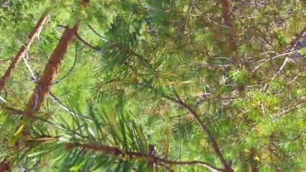 Drone Stuck Treetop Falling Pine Tree Camera Filming Fall Very — Vídeo de Stock