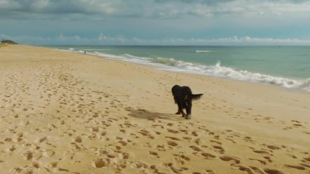 Footage Black Dog Walking Beach Stops Looks Back — Αρχείο Βίντεο