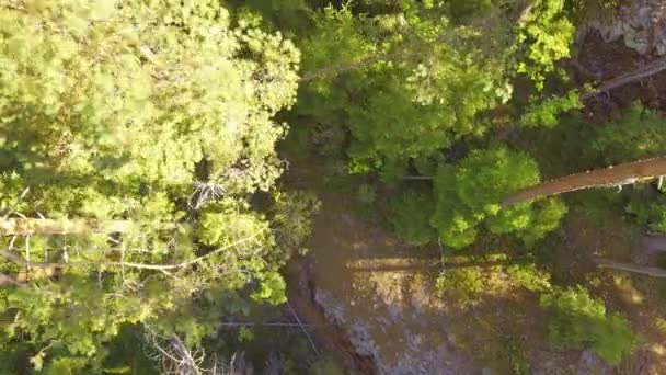 Drone Lost Woods Hits Pine Tree Pine Bark Falling Impact — Vídeo de stock