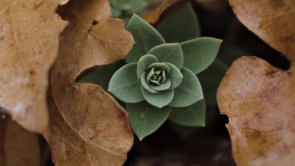 Macro Close Small Green Plant Peaking Pile Fallen Orange Leaves — Vídeo de Stock