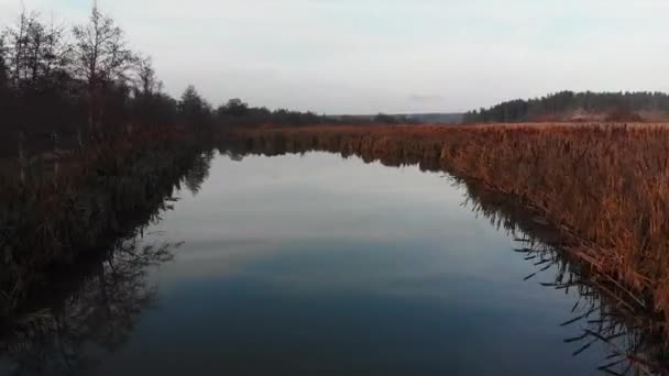 Záběry Bezpilotního Letounu Letící Nízké Výšce Nad Mokřinami Rákosím Obou — Stock video