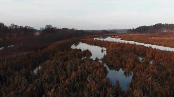 Filmati Droni Ascendenti Zone Umide Coperte Canne Girato Tempo Reale — Video Stock