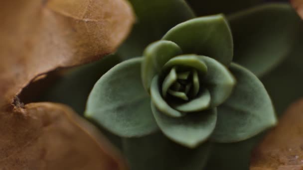 Macro Close Small Green Plant Peaking Pile Fallen Orange Leaves — Vídeo de stock