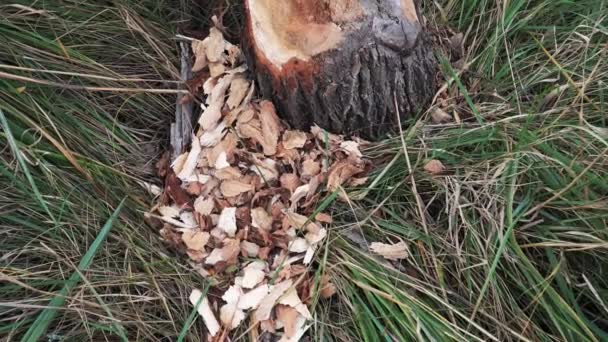 Câmara Lenta Pan Sobre Árvore Com Marcas Mordida Por Castor — Vídeo de Stock