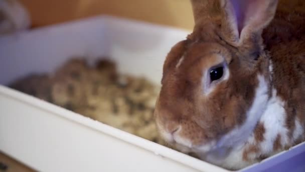 Cleaning Cage Ginger Rabbit Shovel Cony Waiting His House — Stockvideo