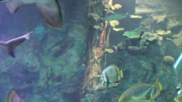 Aquarium Many Types Fishes Shark Morena — Video