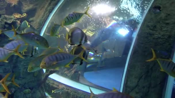 Fishes Swimming Big Aquarium — Vídeo de stock