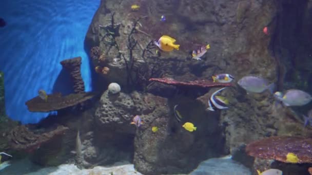 Small Tropical Fishes Swimming Aquarium — Vídeos de Stock