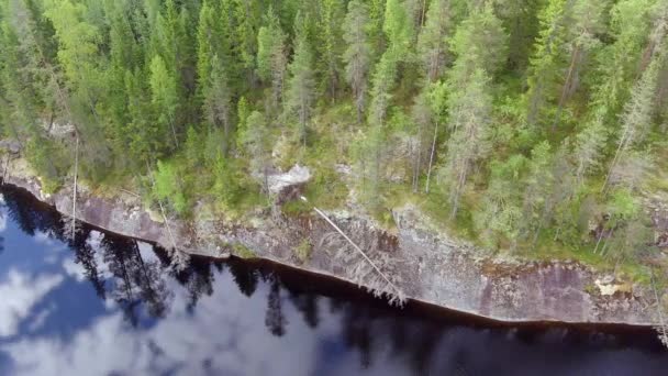 Aerial Drone Footage Boreal Wilderness Old Fallen Pine Trees Steep — Vídeo de Stock