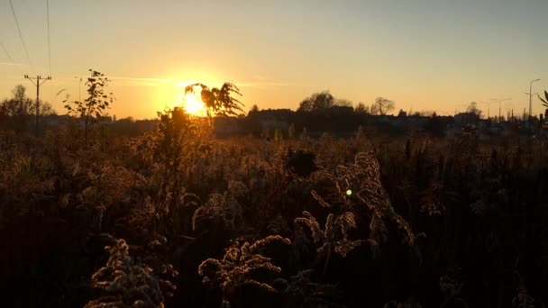 Coucher Soleil Sur Les Buissons Verge — Video