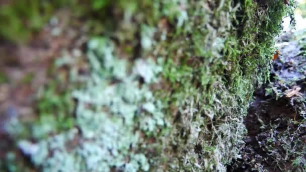 Sonbahar Mevsiminde Ağaç Gövdelerinde Büyüyen Yosunları Taşları Görmek Için Geri — Stok video