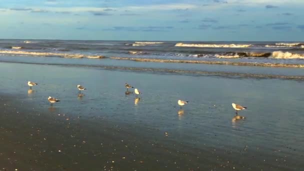 Seagulls Standing Shallow Pools Seawater Looking Food Waves Crash Further — Stock Video