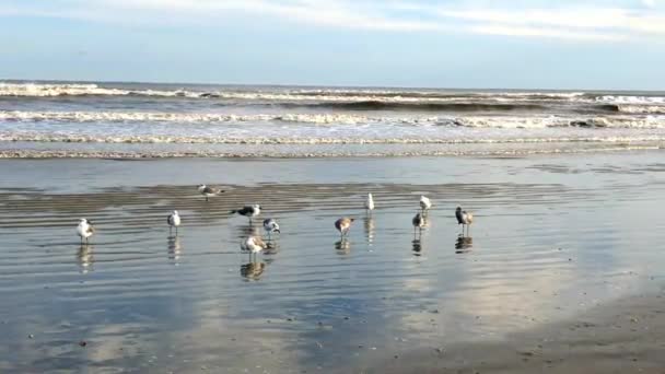 Las Gaviotas Reflejan Con Las Nubes Cielo Mientras Las Olas — Vídeo de stock