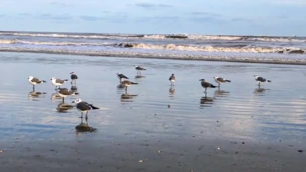 Чайки Збираються Краю Припливних Басейнів Шукаючи Їжу Хвилі Аварії Біля — стокове відео