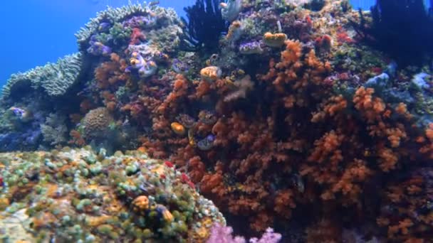 Raja Ampat地区色彩斑斓的原始珊瑚礁 一块被软硬的珊瑚覆盖的石头经过 在远处有一些潜水者 — 图库视频影像