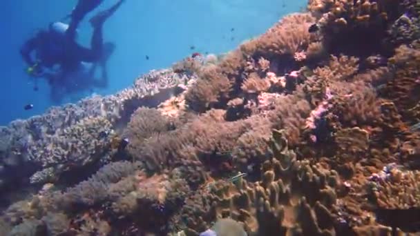 Pristine Reef Indonesia Background Have Some Divers Looking Marine Life — Stock Video