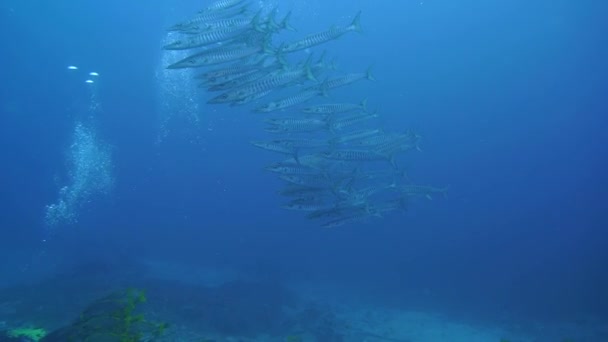 Agua Cristalina Con Una Escuela Barracudas Nadando Cámara Que Viene — Vídeo de stock
