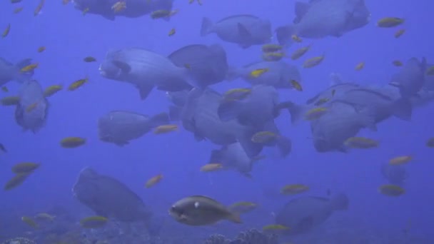 多くのバンブの頭のオウムの魚の群れの映像を拡大しました サンゴ礁の上を泳いで餌を与え休息します — ストック動画