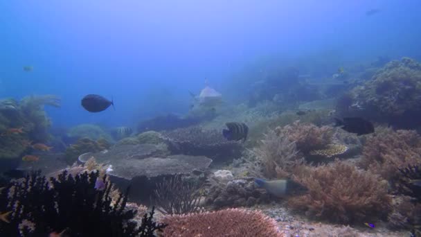 在一个五彩斑斓的水下环境中游过的大黑尖礁鲨的惊人相遇 — 图库视频影像