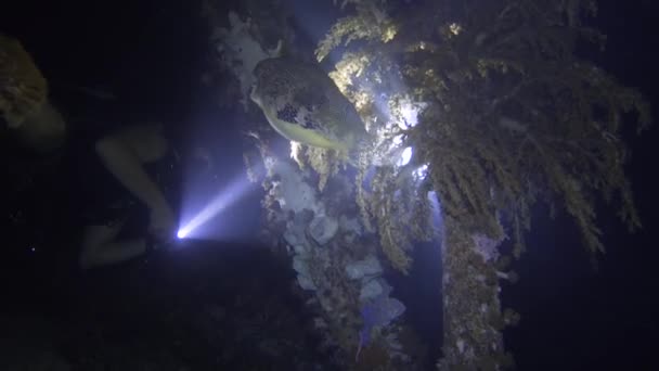 スキューバダイバーは夜にダイビングします たいまつで生命に光を当てます 夜の海洋生物を明らかにする神秘的な映像です — ストック動画